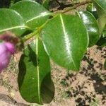 Cryptostegia grandiflora Blatt