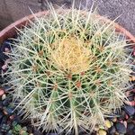 Ferocactus cylindraceus Bark