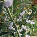 Salvia apiana Flor