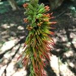 Acrocarpus fraxinifolius Flower