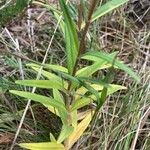 Gentiana pneumonanthe Levél