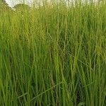 Panicum maximum Hoja