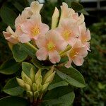 Rhododendron macgregoriae Květ