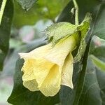 Gossypium barbadense പുഷ്പം