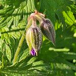 Geranium himalayense Квітка