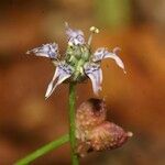 Nigella nigellastrum 花