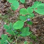 Vaccinium ovalifolium Frukto