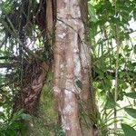 Clusia flava Кора