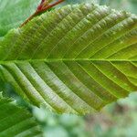 Carpinus betulusFrunză