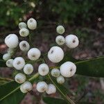 Psychotria lucidula Fruto