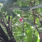 Syzygium aqueum ফুল