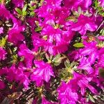 Rhododendron simsii പുഷ്പം