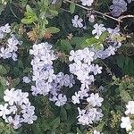 Plumbago europaeaFlower