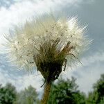Taraxacum rubicundum Mbuma