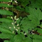 Mitella diphylla Hábitos