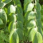 Aralia spinosa Blatt