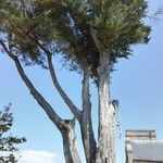 Cupressus macrocarpa 形态