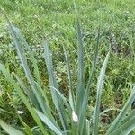 Camassia quamash Leaf