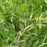 Avenula pubescens Fula