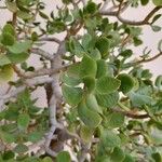 Crassula arborescens Fuelha