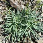 Lewisia rediviva Habit