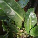 Philodendron martianum Blad