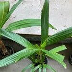 Dypsis procera Hoja