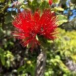 Metrosideros polymorpha Blomst