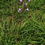 Eulophia cucullata Habit