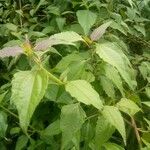Chromolaena odorata Лист