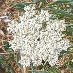 Daucus carota Květ