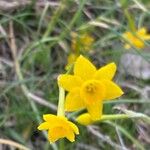 Narcissus gaditanus Flower