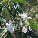 Eriodictyon crassifolium Flower