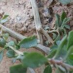 Atriplex semibaccata Bark