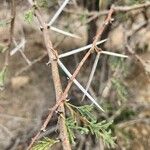 Vachellia etbaica Outro