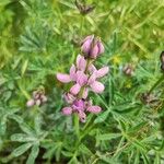 Lupinus hispanicus 花