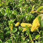 Pentarrhinum insipidum Habitus