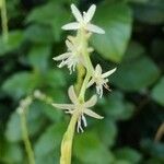 Petiveria alliacea Flower