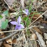 Viola pumila Blüte