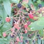 Rubus canadensis Fruit