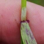 Agrostis gigantea Leaf