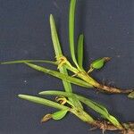 Maxillaria gomeziana Іншае