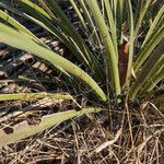 Yucca necopina موطن