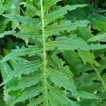 Cirsium erisithales Leaf