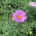 Symphyotrichum dumosum പുഷ്പം