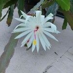 Epiphyllum hookeri Leaf