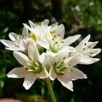 Nothoscordum borbonicum Floare