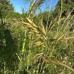 Bromus lanceolatus 果実