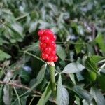 Arum italicumFrukto