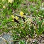 Carex curvula Floare